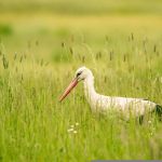 Cigogne Cigogne