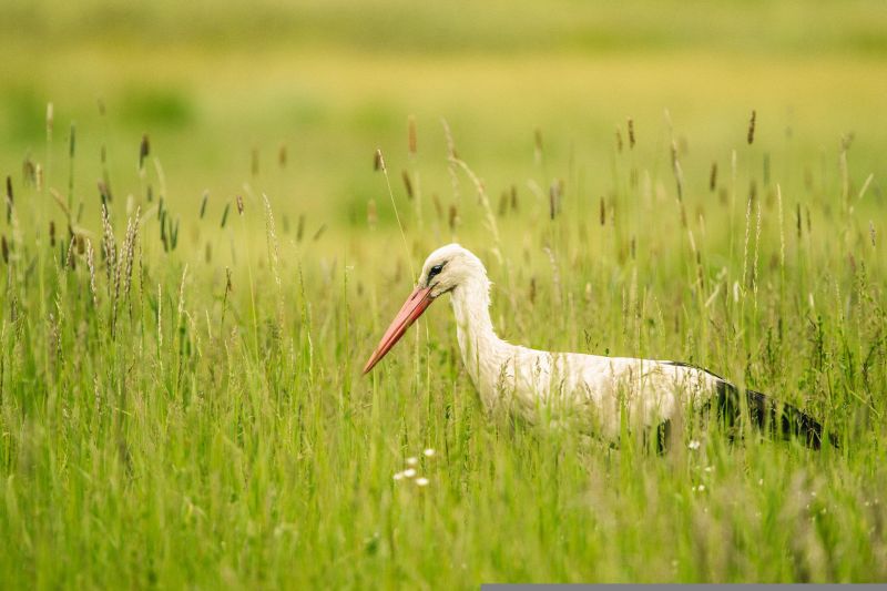 Cigogne Cigogne