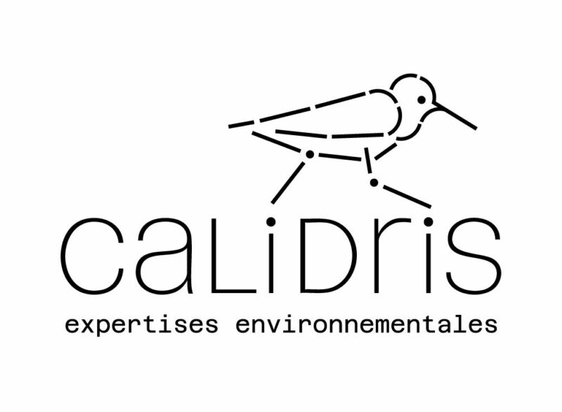 Calidris